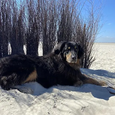 Ferien Im Wangerland Leuchtturm Minsen Schillig Hund Pool Sauna Apartmán